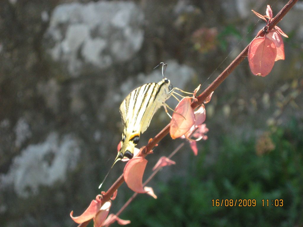 Iphiclides podalirius